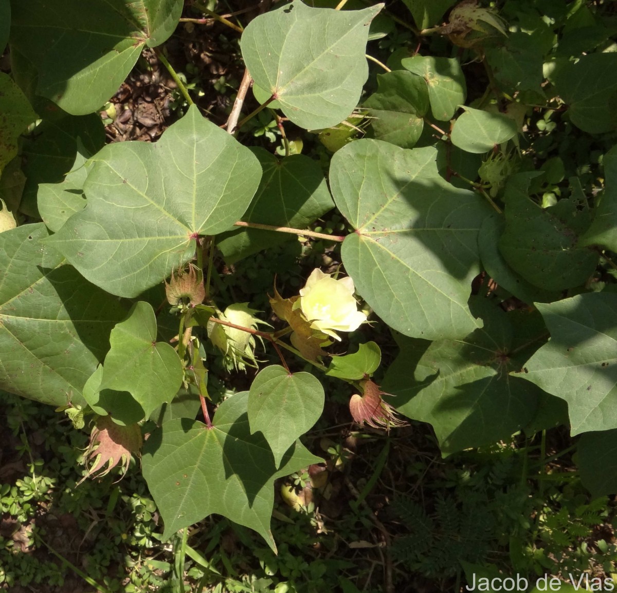 Gossypium hirsutum L.